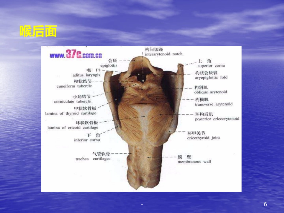 喉的解剖、生理、疾病ppt课件_第6页