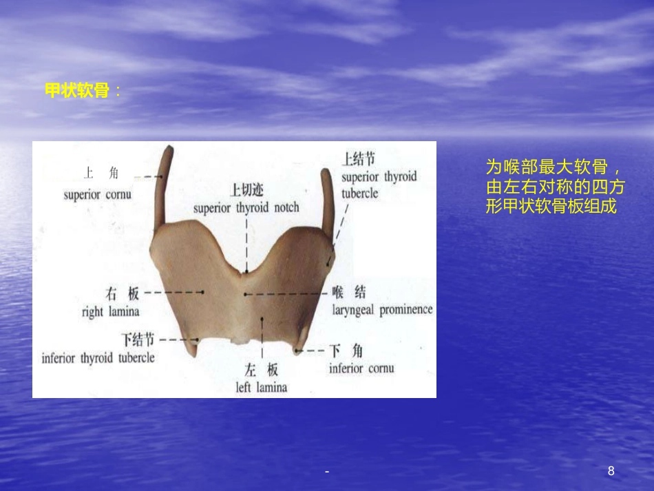 喉的解剖、生理、疾病ppt课件_第8页