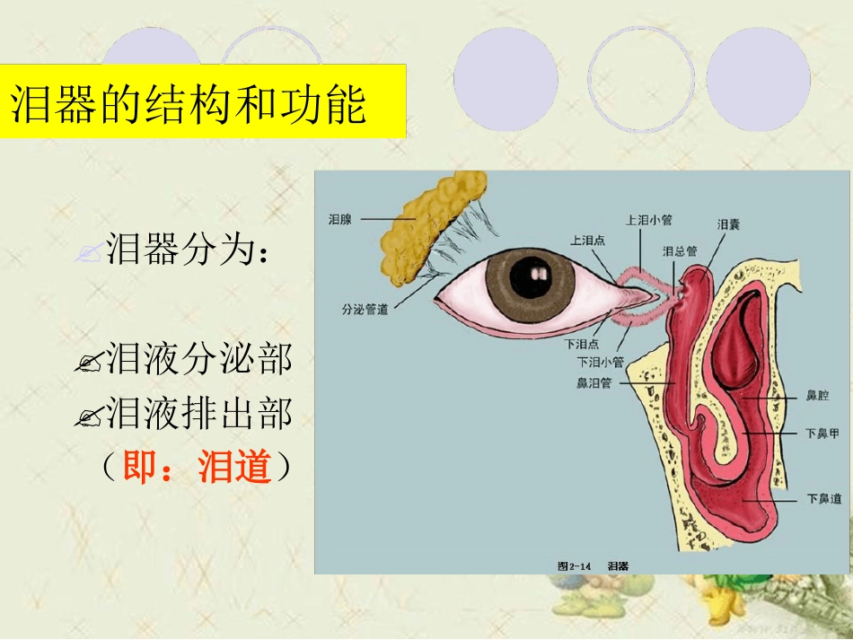 泪道病及鼻内镜下鼻腔泪囊吻合术最新优质PPT课件_第4页