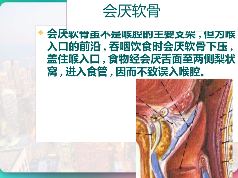 喉部的解剖 PPT_第11页