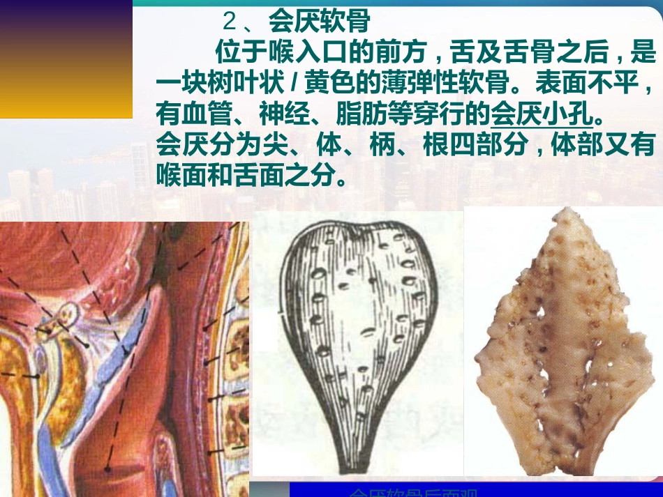 喉部的解剖 PPT_第12页
