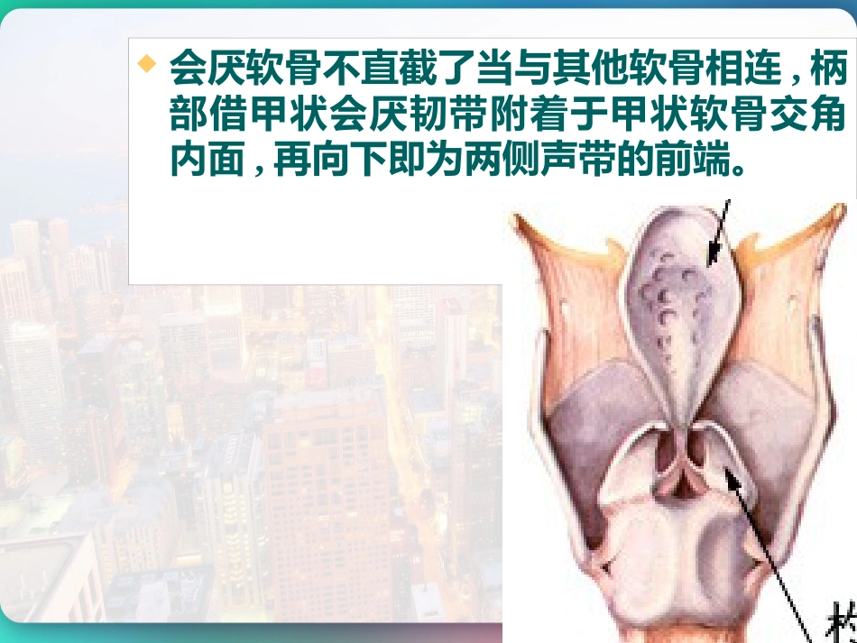 喉部的解剖 PPT_第15页