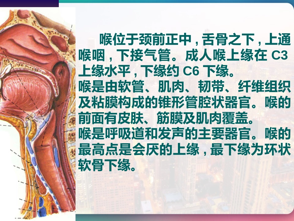 喉部的解剖 PPT_第2页