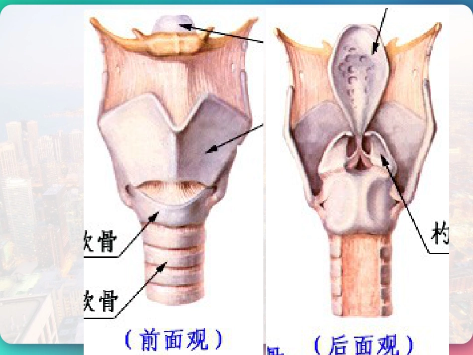 喉部的解剖 PPT_第6页