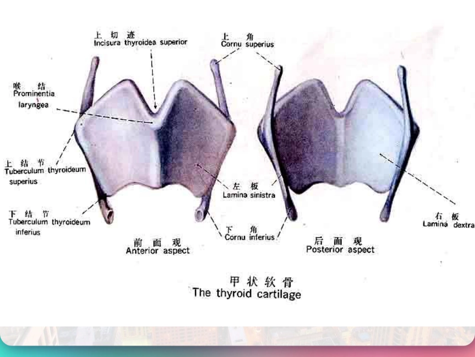 喉部的解剖 PPT_第7页