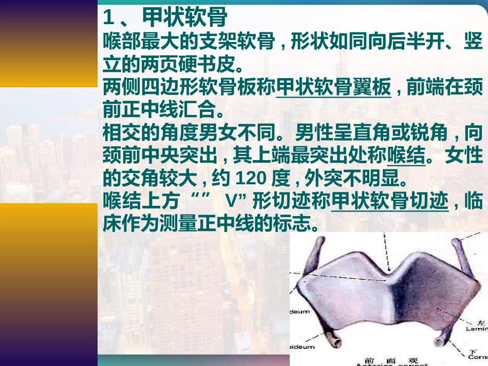 喉部的解剖 PPT_第8页