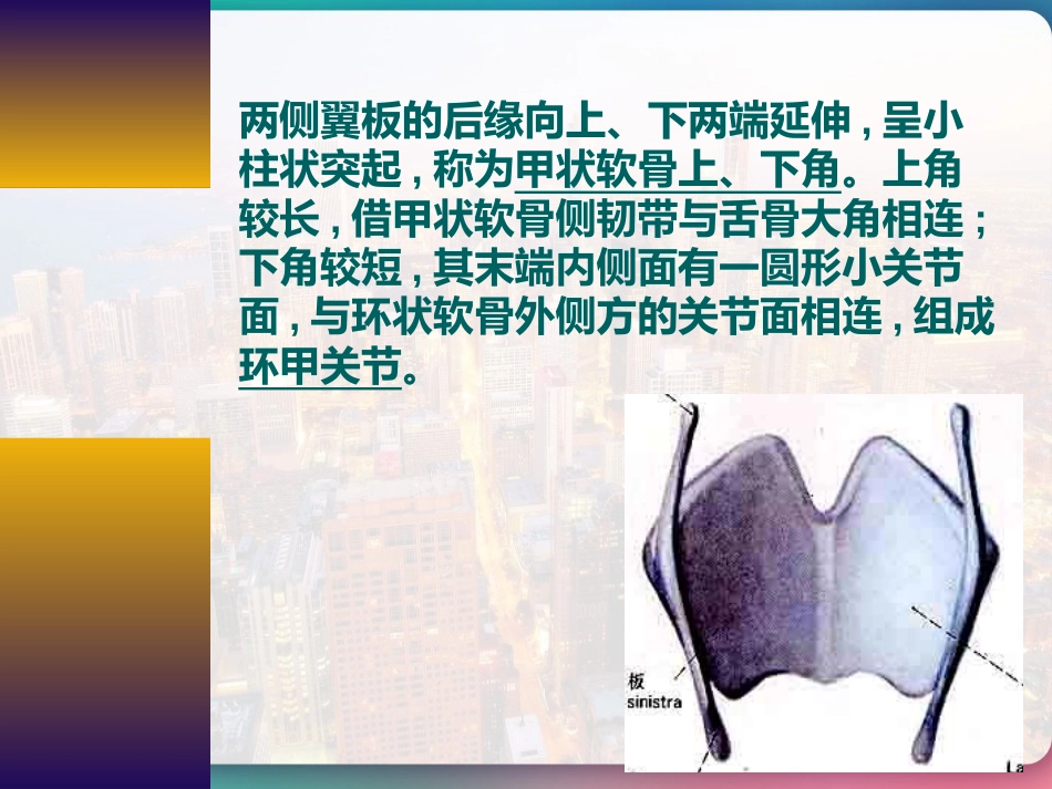 喉部的解剖 PPT_第9页