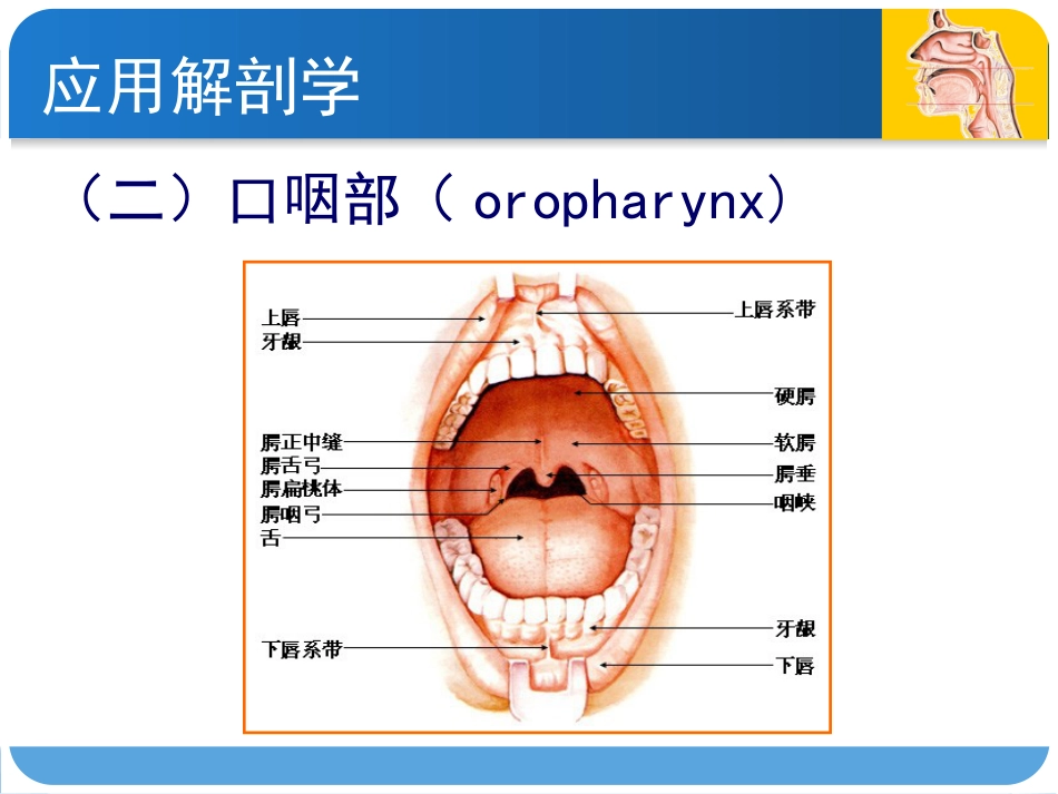 耳鼻咽喉头颈外科咽科学_第10页