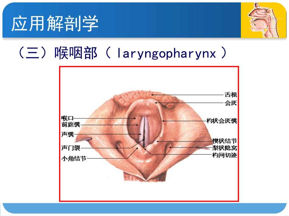 耳鼻咽喉头颈外科咽科学_第11页