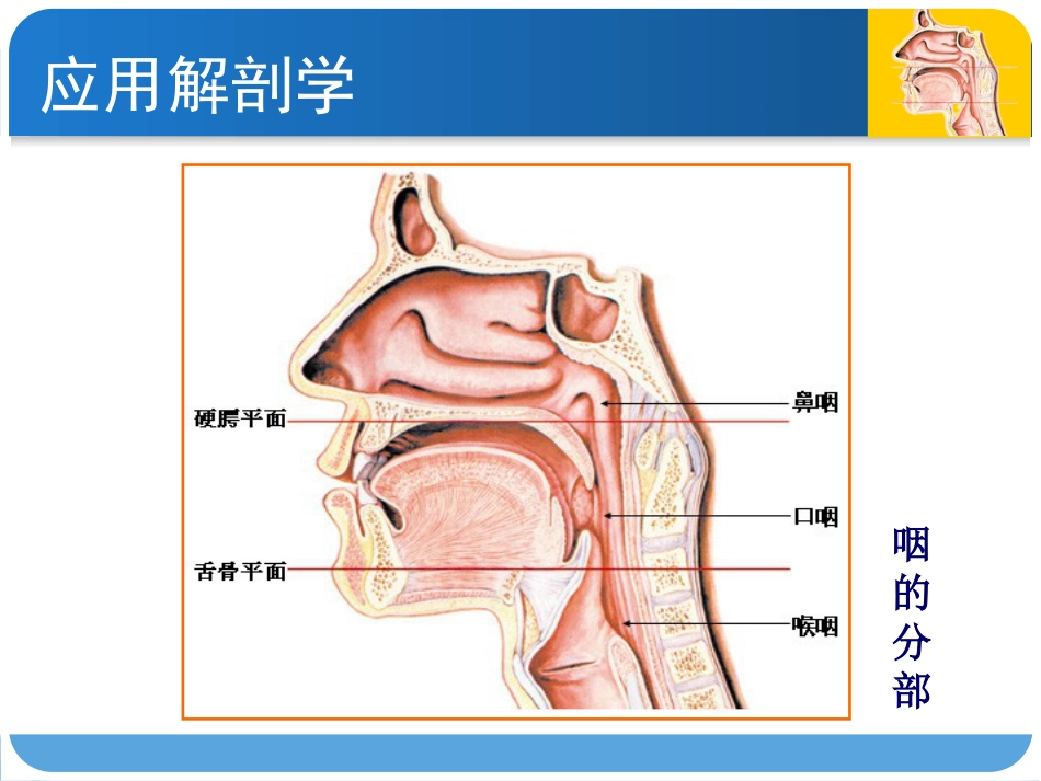 耳鼻咽喉头颈外科咽科学_第4页