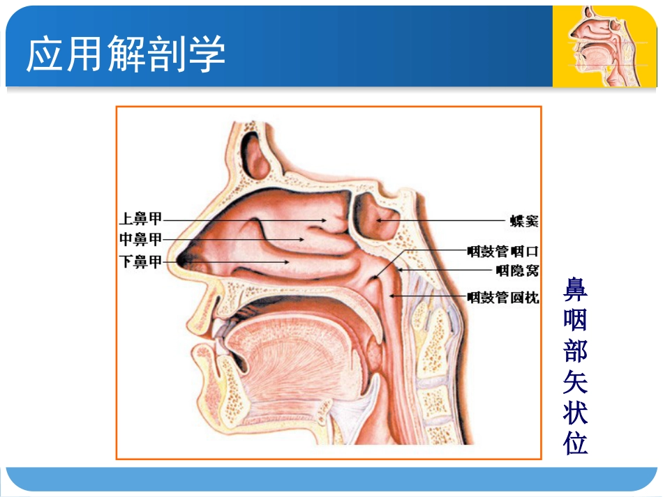 耳鼻咽喉头颈外科咽科学_第7页