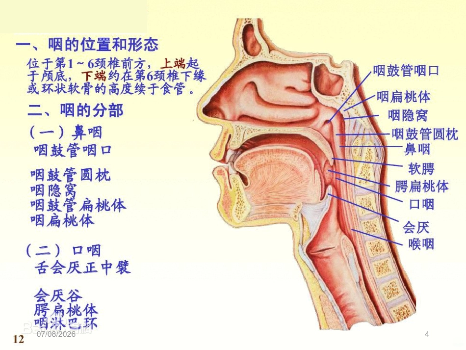 慢性咽炎PPT课件_第4页