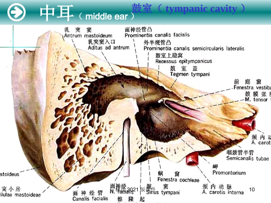耳解剖及生理_第10页