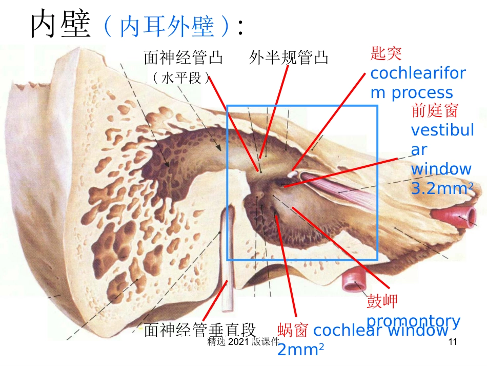 耳解剖及生理_第11页