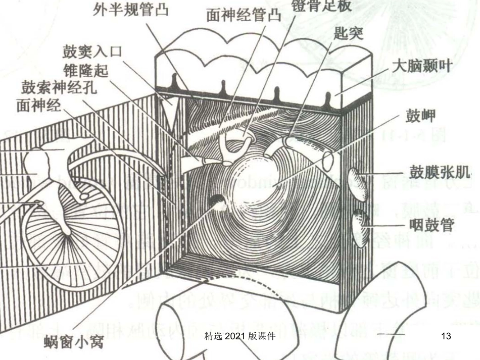 耳解剖及生理_第13页