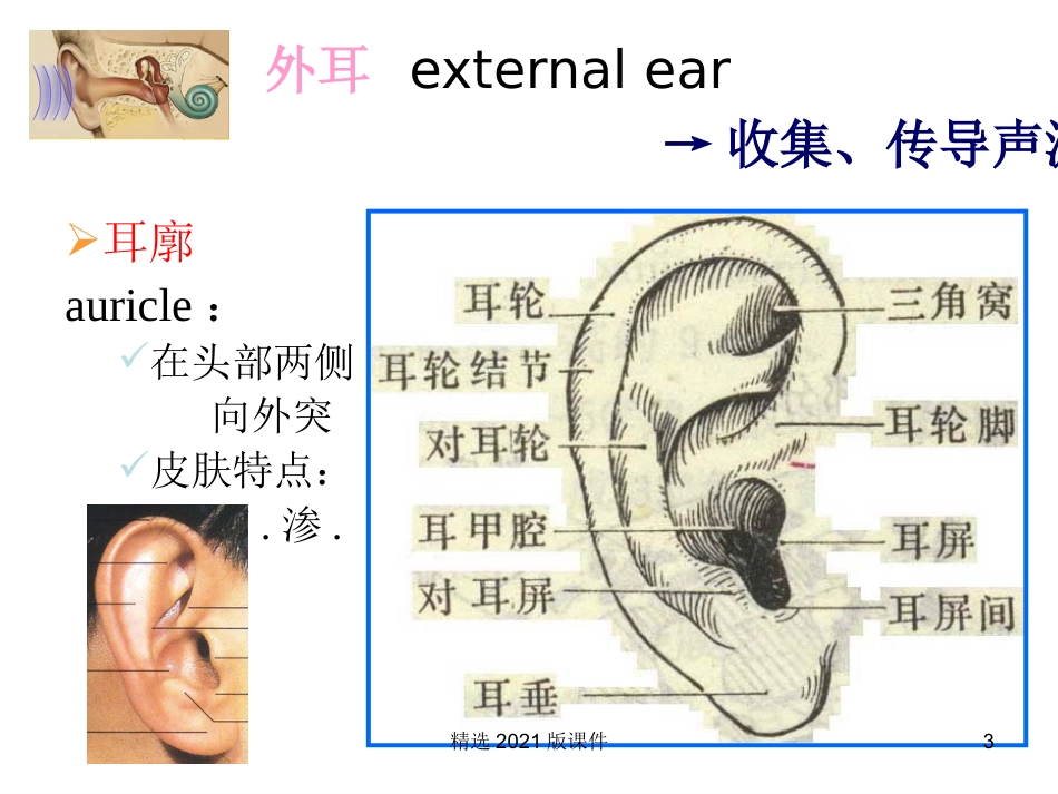 耳解剖及生理_第3页