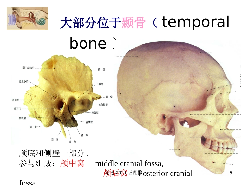 耳解剖及生理_第5页