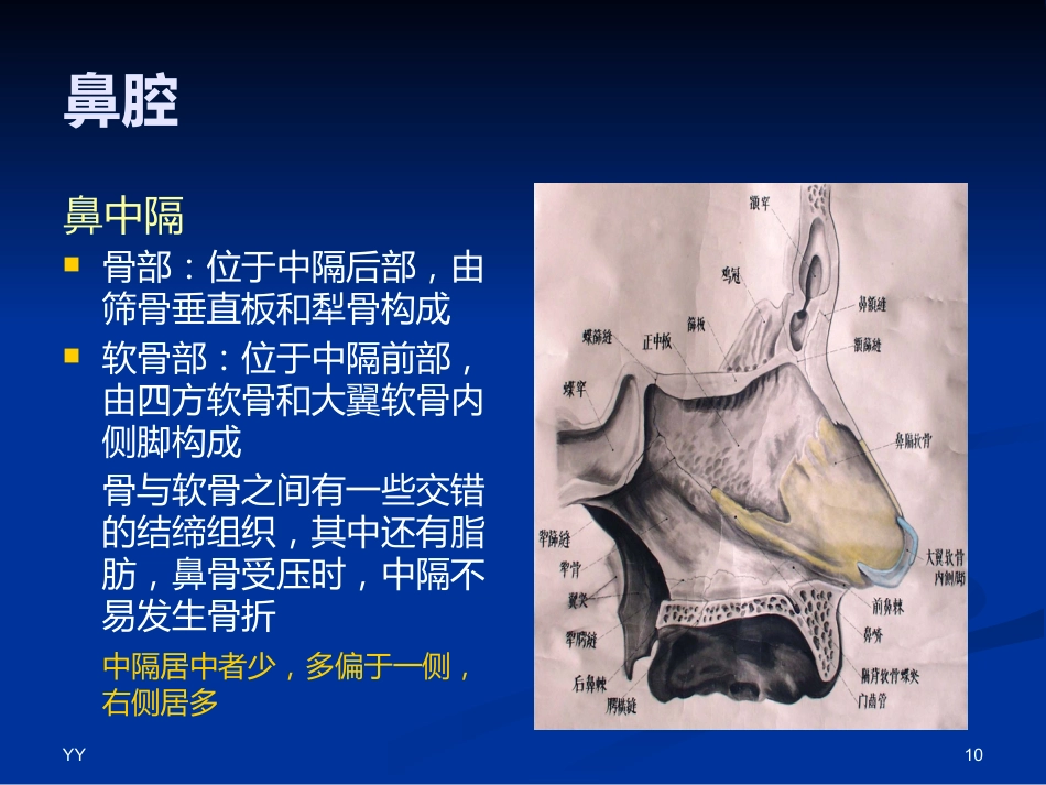鼻鼻窦解剖医学PPT_第10页