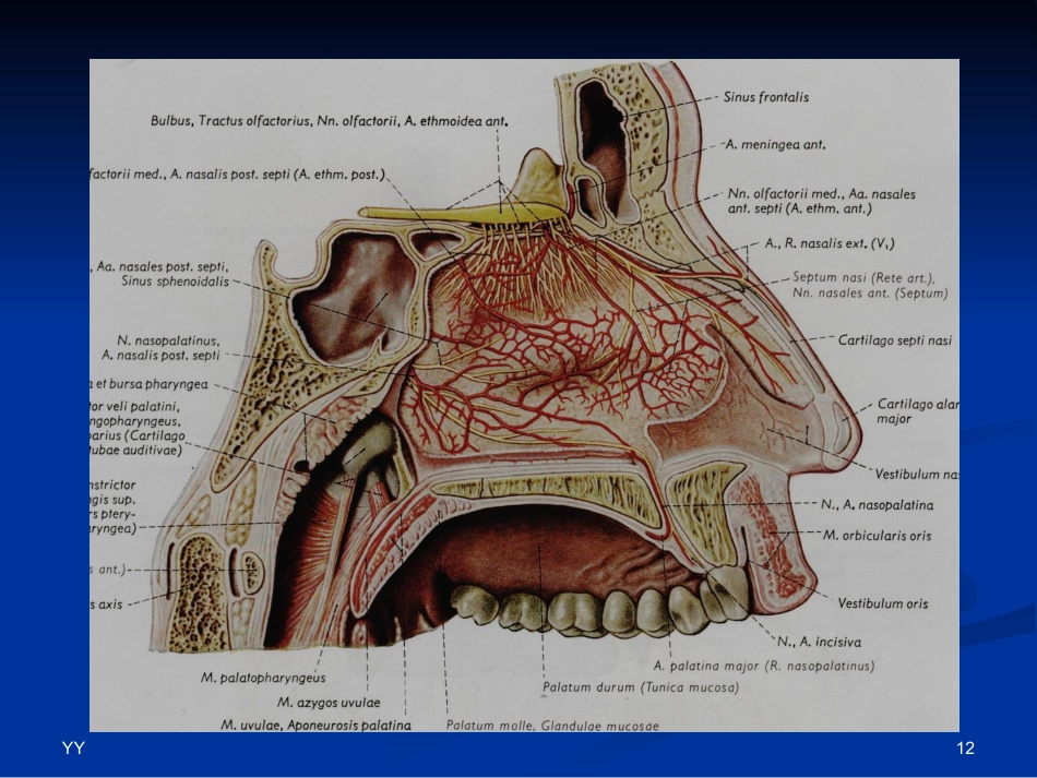 鼻鼻窦解剖医学PPT_第12页