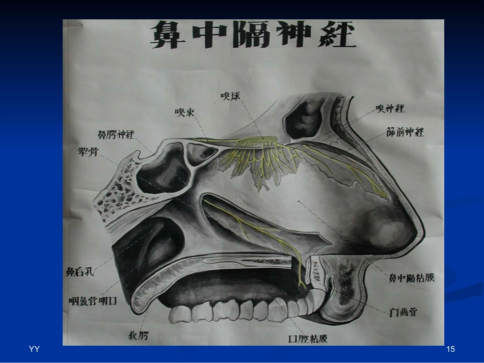 鼻鼻窦解剖医学PPT_第15页