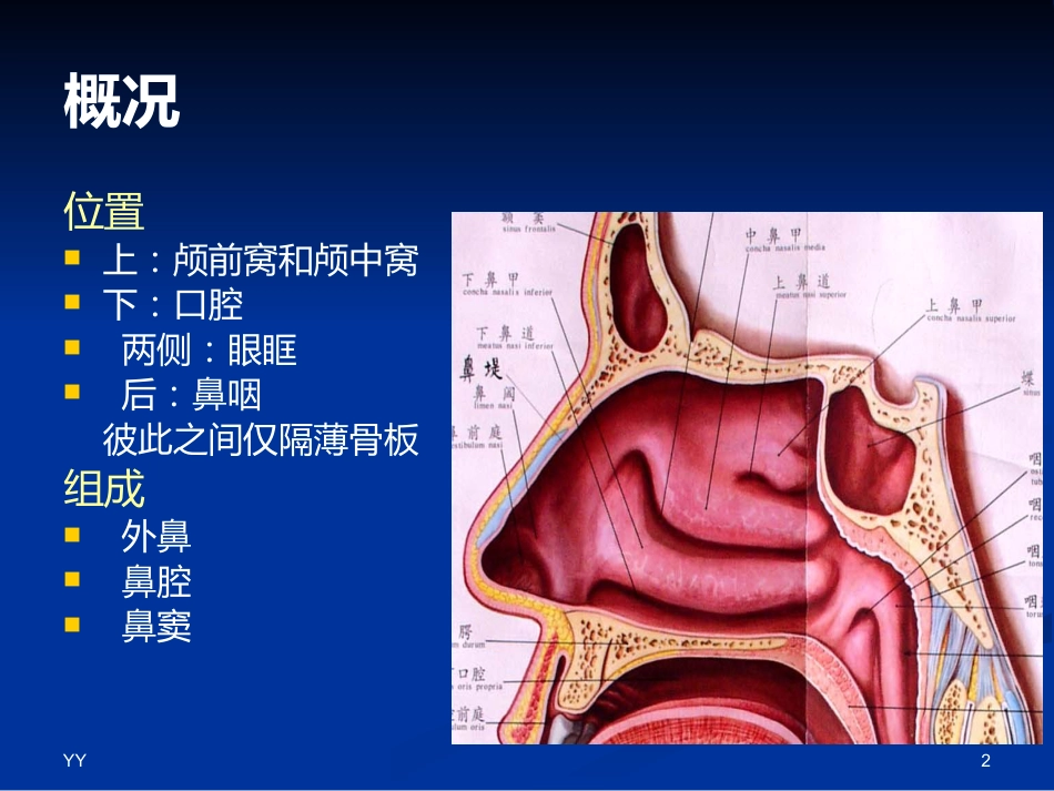 鼻鼻窦解剖医学PPT_第2页