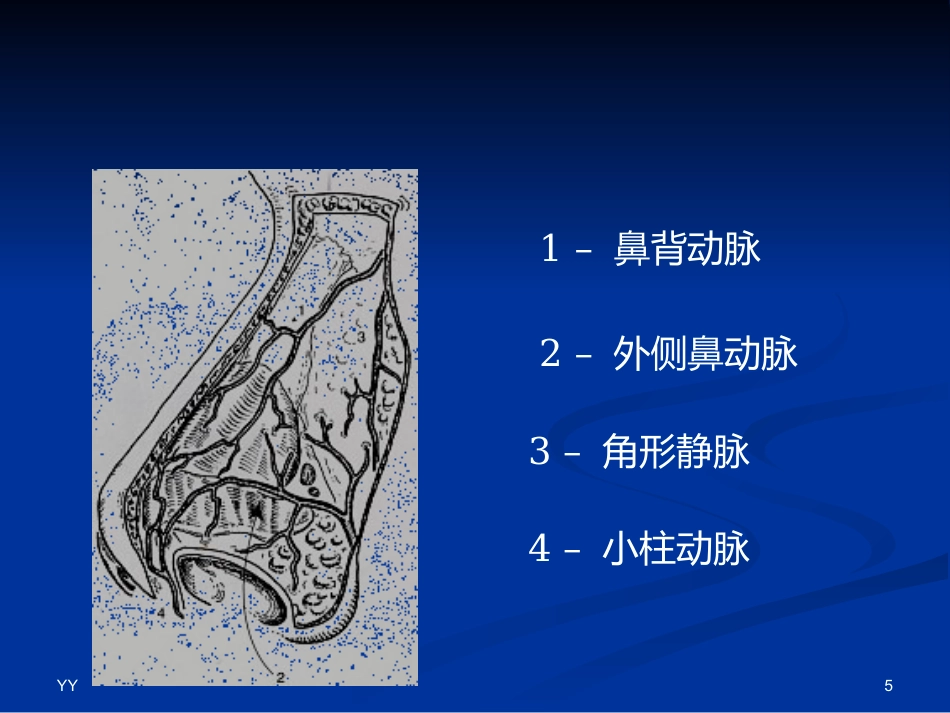 鼻鼻窦解剖医学PPT_第5页