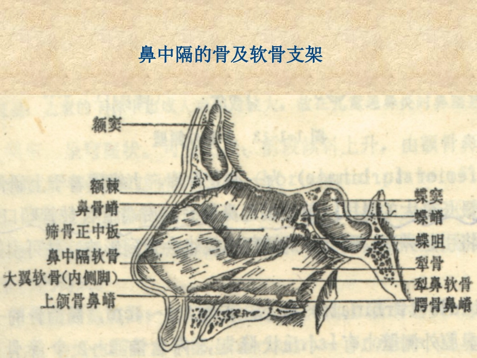 鼻科学医学课件_第11页