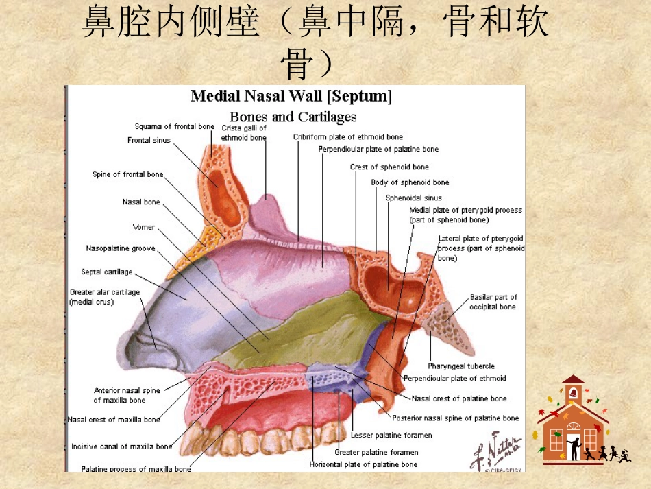 鼻科学医学课件_第12页