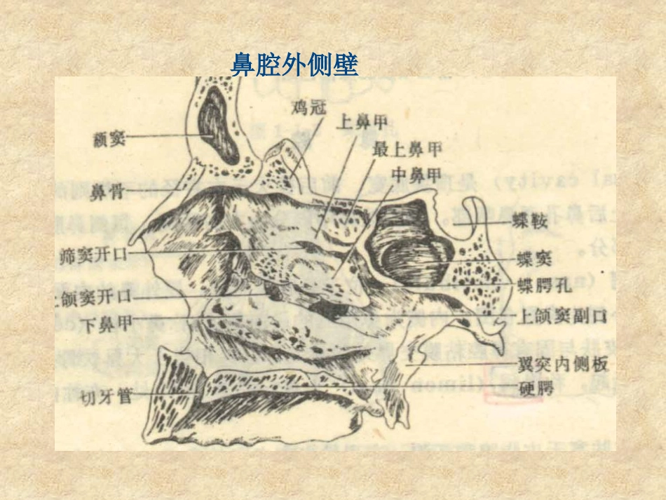 鼻科学医学课件_第14页