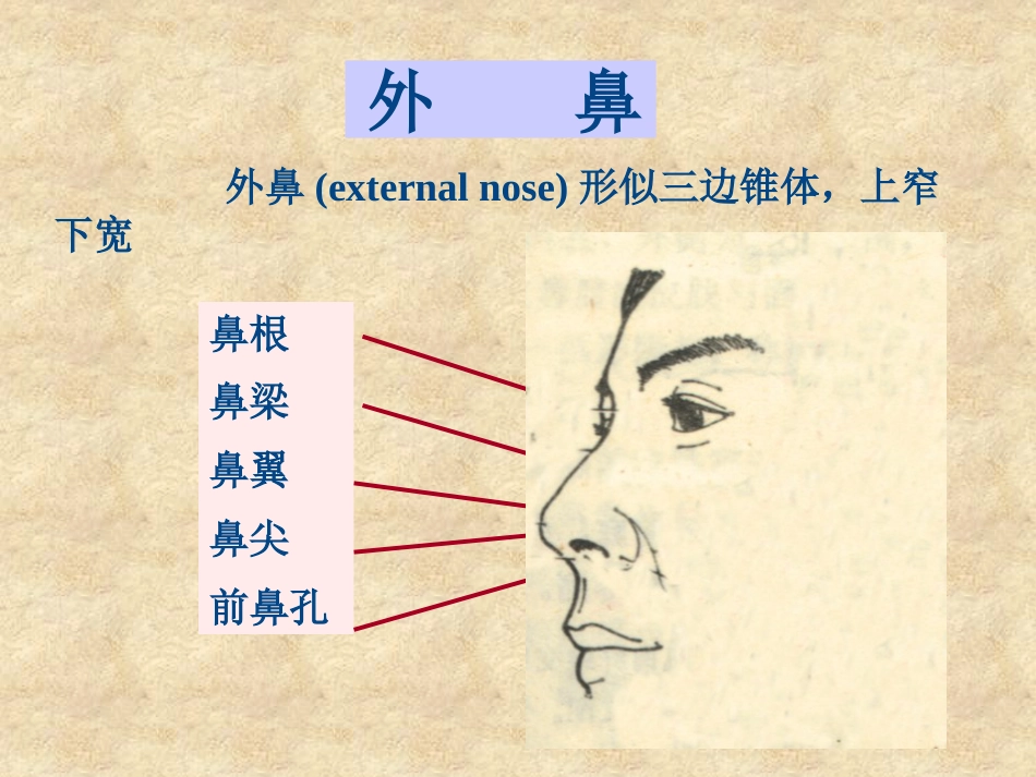 鼻科学医学课件_第3页
