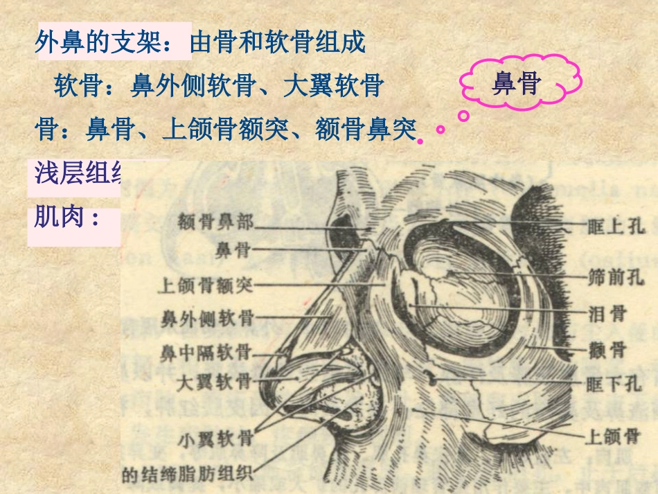 鼻科学医学课件_第4页