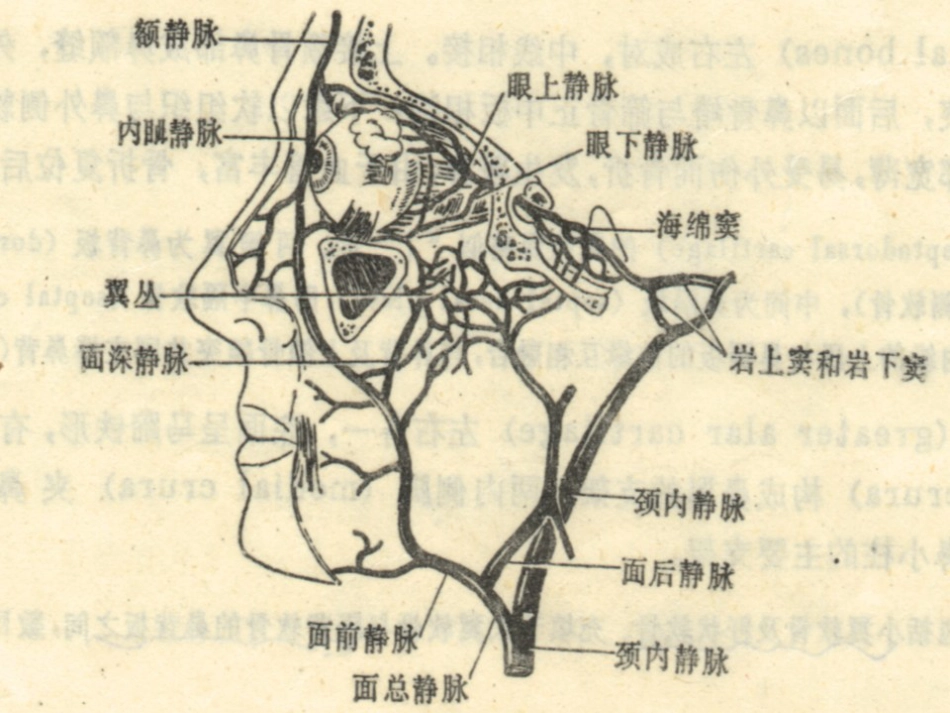 鼻科学医学课件_第7页