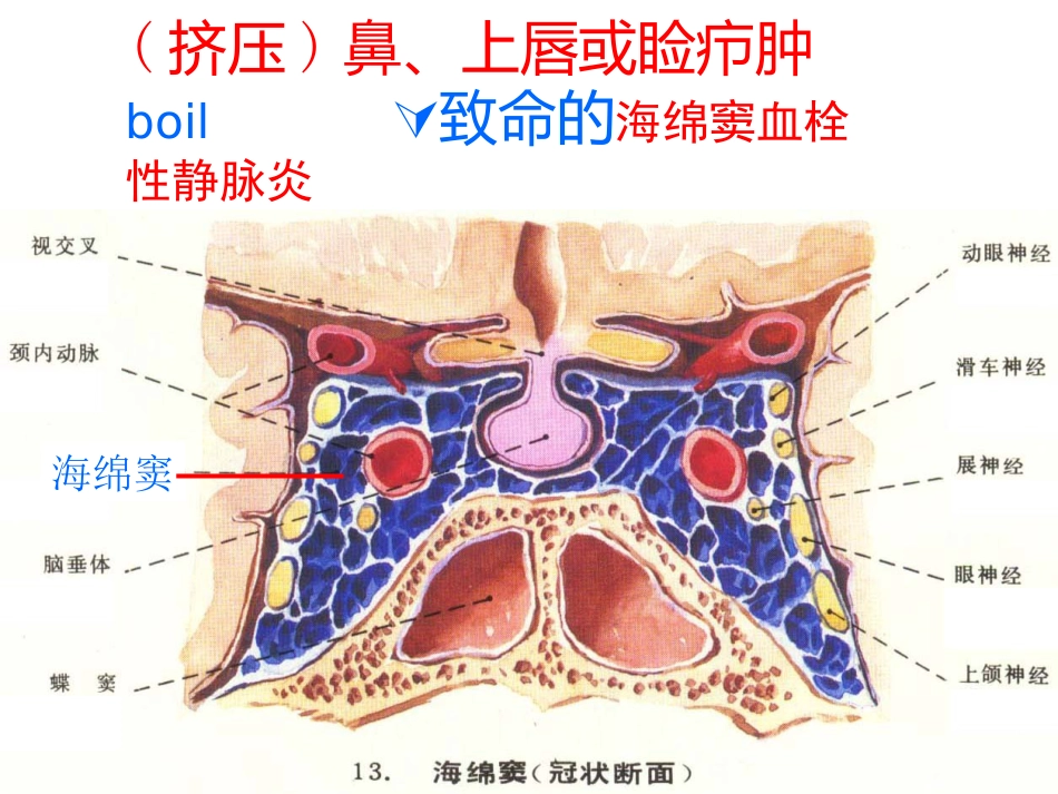鼻的解剖与生理 PPT课件_第10页