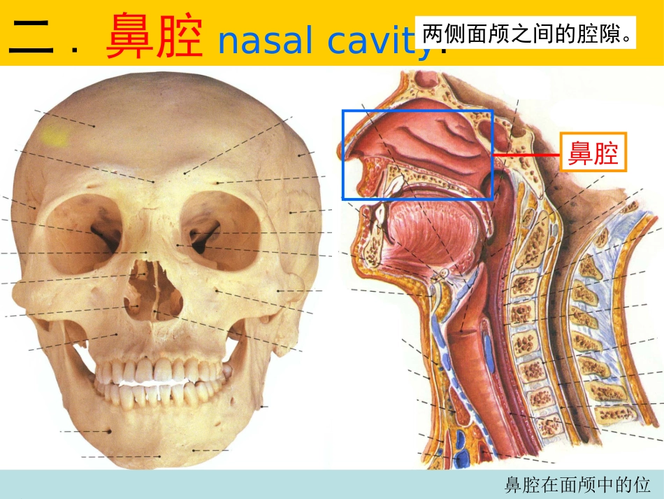 鼻的解剖与生理 PPT课件_第11页