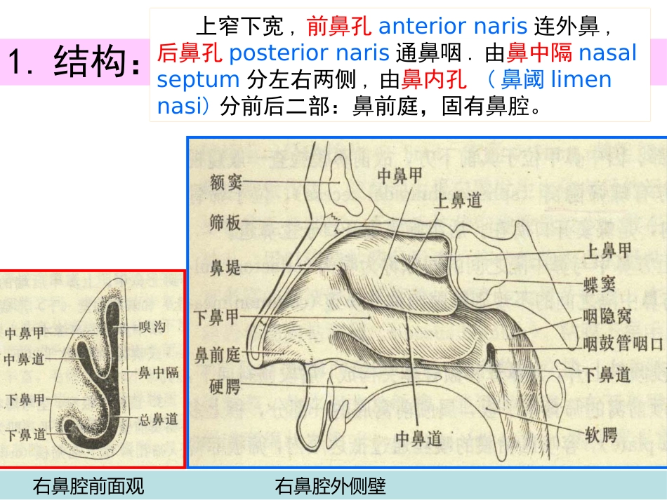 鼻的解剖与生理 PPT课件_第12页