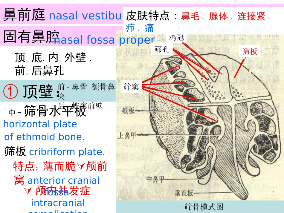 鼻的解剖与生理 PPT课件_第13页
