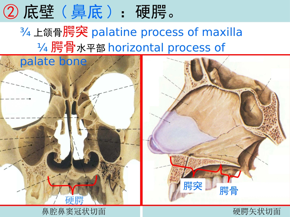 鼻的解剖与生理 PPT课件_第14页