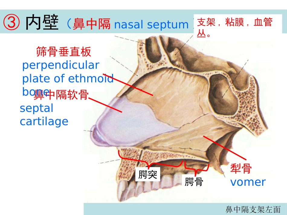 鼻的解剖与生理 PPT课件_第15页