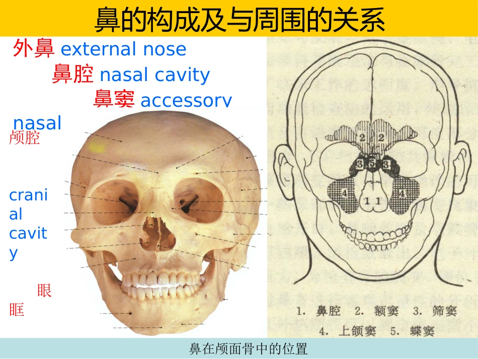 鼻的解剖与生理 PPT课件_第2页