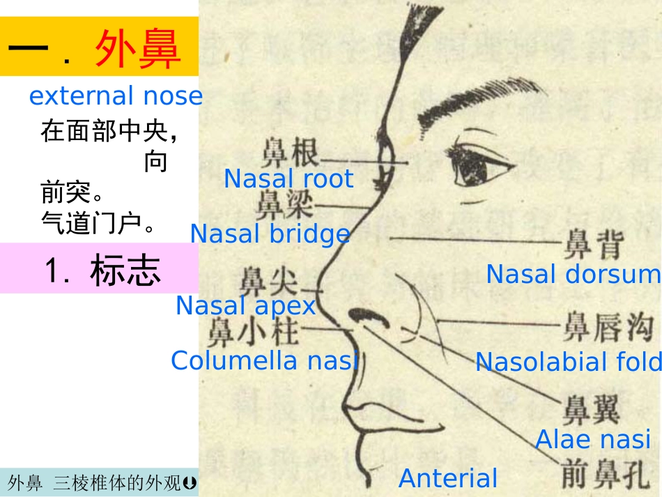 鼻的解剖与生理 PPT课件_第3页