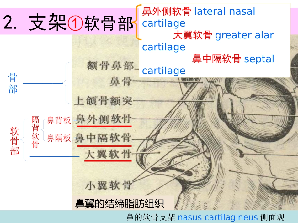 鼻的解剖与生理 PPT课件_第4页