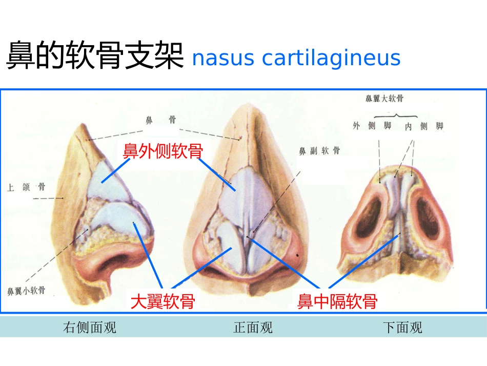 鼻的解剖与生理 PPT课件_第5页
