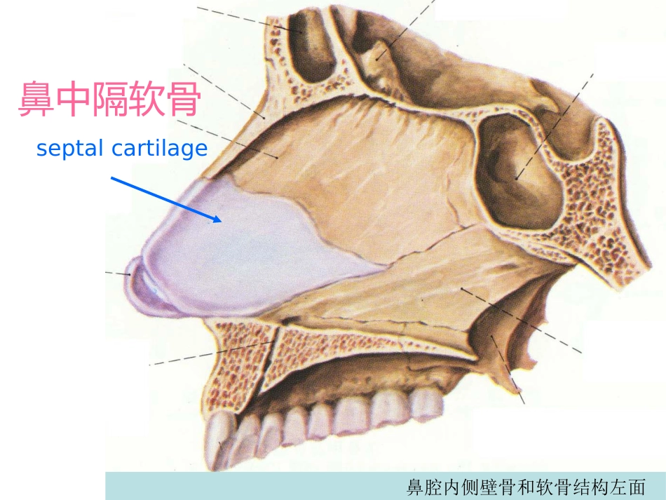 鼻的解剖与生理 PPT课件_第6页