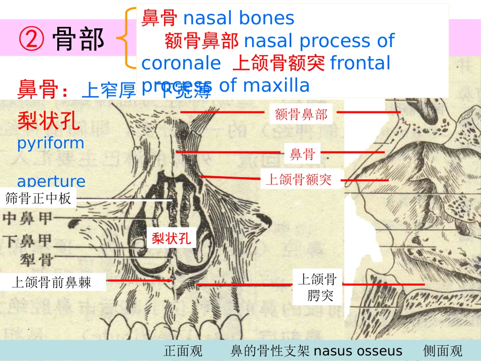 鼻的解剖与生理 PPT课件_第7页
