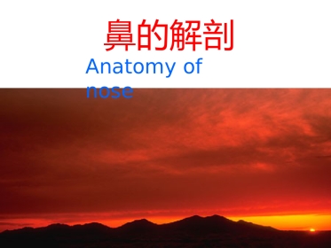 鼻的解剖与生理 PPT课件