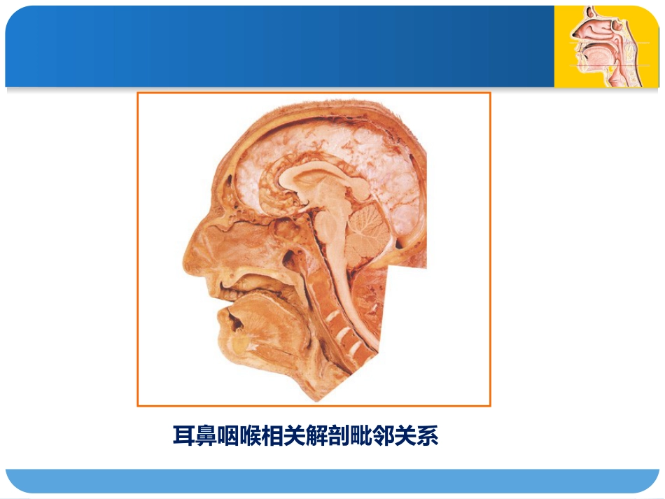 耳鼻咽喉头颈外科绪论_第6页