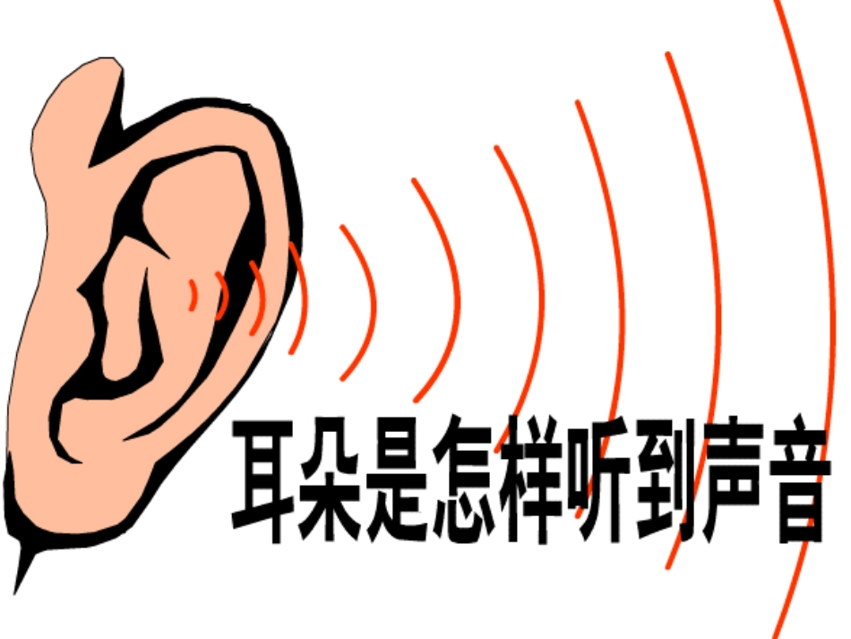 耳朵的结构和功能_第1页