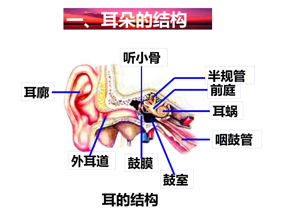 耳朵的结构和功能_第2页