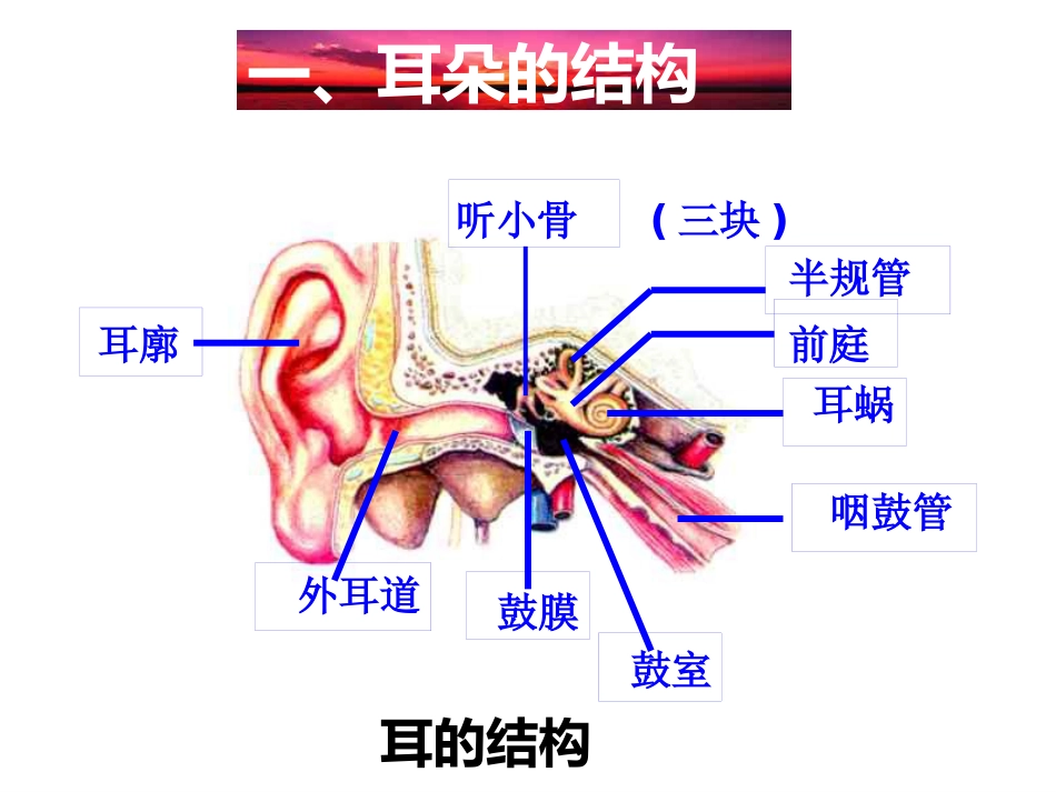 耳朵的结构和功能_第3页