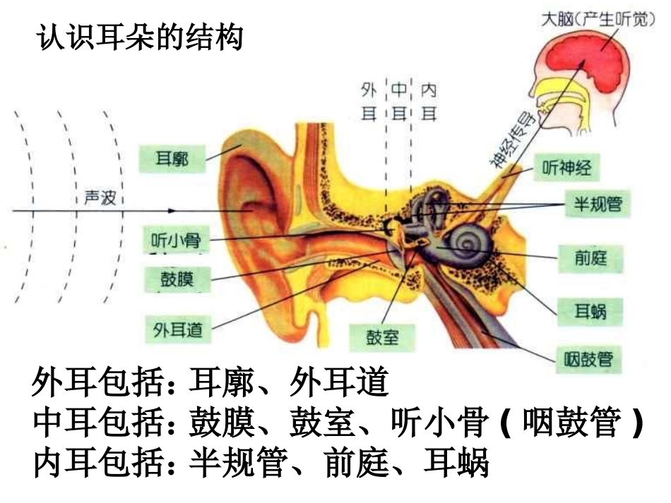 耳朵的结构和功能_第4页